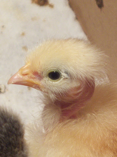 Naked Necks Neck Looks Like Its Peeling BackYard Chickens